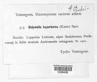 Image of Discostroma hyperboreum